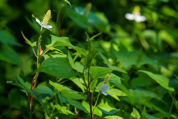 解毒作用のあるドクダミ