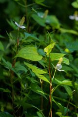 解毒作用のあるドクダミ