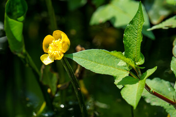 湖面に咲く黄色い花