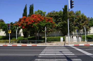 Fototapeta na wymiar Flowering Delonix regia tree. Fire tree. Traffic light. Road traffic. Crosswalk