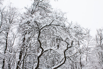 Christmas and New Year. Snow mosaic in the trees after a snowfall.