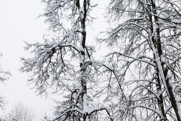 Christmas and New Year. Soft snow and tree branches create a melody of beauty