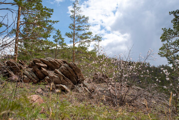 rocks with blossoming apricots and green forest