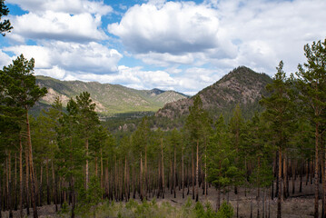 taiga in the mountains, horizontal landscape
