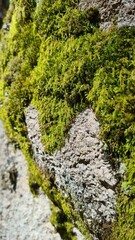 Planta Musgo textura. El mundo del macro con texturas de musgos. 