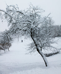 Winter landscape, Christmas and New Year. A large tree stooped under the weight of the snow