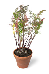 Black carrot plant in a pot isolated on white background