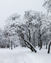 Winter landscape, Christmas and New Year. Alley of trees in the city park