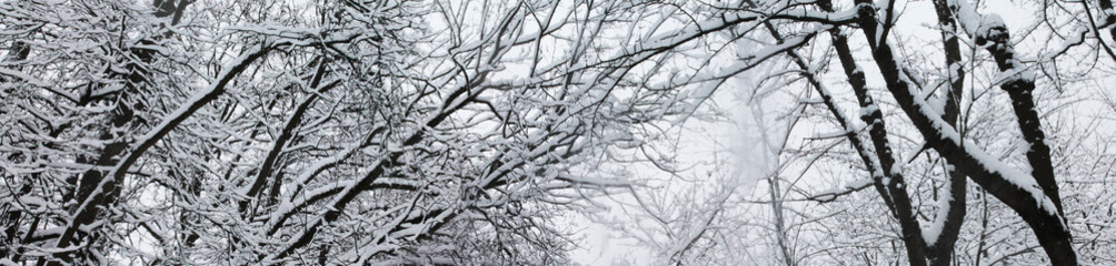 Winter landscape, Christmas and New Year. Beautiful trees wrapped in white snow against the background of the winter sky