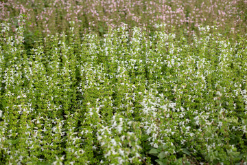 Fototapeta na wymiar Photo of wild salvia flower field