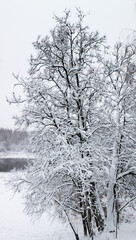 Winter landscape, Christmas and New Year. Beautiful trees wrapped in white snow flaunt on a winter evening