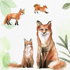 Set of foxes. Wild life set. Fox. Watercolor wildlife set of foxes