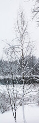 Winter landscape, Christmas and New Year. Thin little birches wrapped in white snow