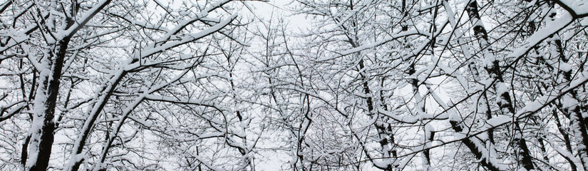 Winter landscape, Christmas and New Year. Tree branches under fluffy soft snow