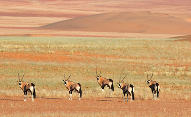Naklejka na ściany i meble oryx in the desert