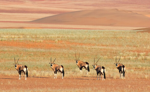 oryx in the desert