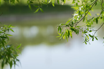 Fresh willow leaves background with copy space