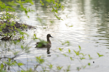 Duck with ducklings swimming in a lake