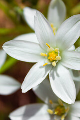white spring flowers