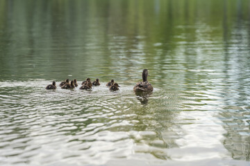 Duck with ducklings swimming in a lake