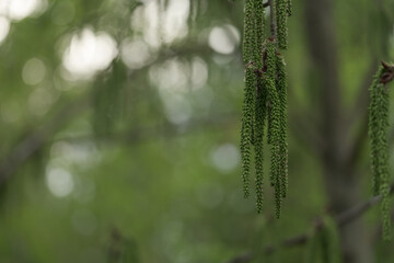 Aspen tree inflorescences closeup in spring