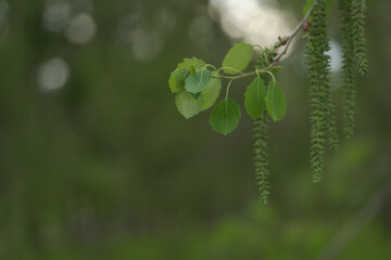 Branches of aspen tree with fresh leaves closeup
