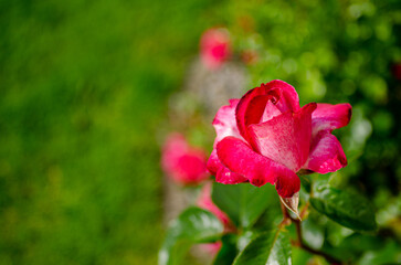 red flower, plant