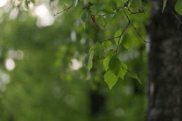 Fresh birch leaves in late spring with copy space