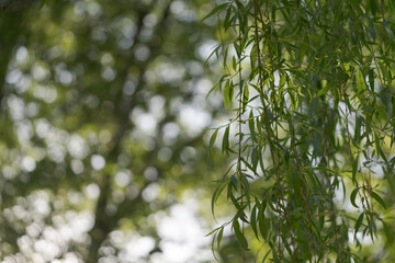 Fototapeta na wymiar Fresh willow leaves background with copy space