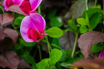 purple flower, plant