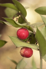 Ruscus aculeatus butcher's broom, knee holly or piaranthus deep red spherical berries attached to pointed green leaf-like stems on natural green background