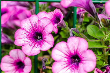 Fototapeta premium purple flower, plant