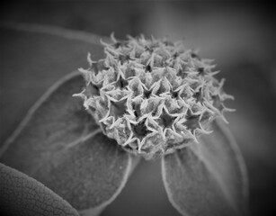 Fine Art Flowers