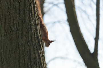 Squirrel on a tree trunk in spring