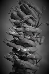 Fine Art Flowers