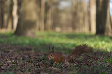 Squirrel searching for food stocks on the ground in spring
