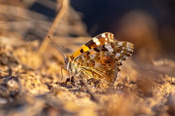 Close-up shot of A painted lady (Vanessa Cardu) enjoying morning sun