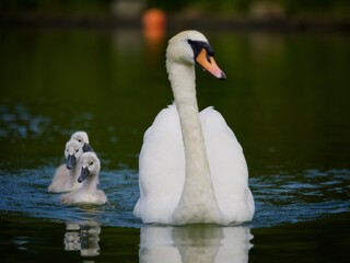 Cygnets and Swan