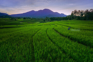 sunny morning view with farmer working in green rice field