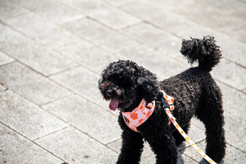 doggy friend in the lens