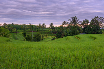 Fototapeta na wymiar view of green rice fields in the afternoon with a circular terrace