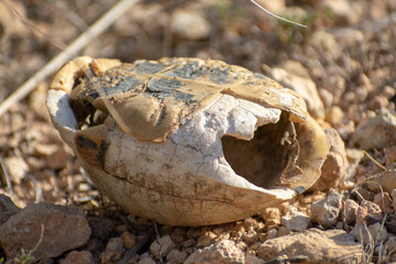 close-up shot of Dead Greek Tortoise (Testudo Graeca) Carcass