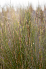 Dune grass as protection for the dune and also habitat for animals and insects.