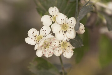 Crataegus monogyna common hawthorn waxy white flowers, light purple stamens and lobed leaves on natural green background