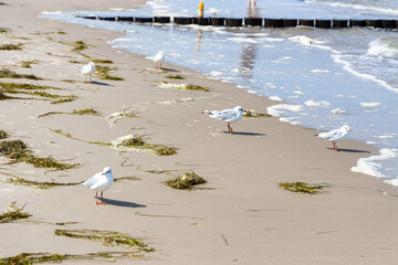 Seagulls on the beach of the Baltic Sea looking for food
