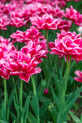 Obraz premium Red and white peony-flowered Double Early tulips ,Tulipa, Columbus bloom in a garden. a field of flowers is near. Tulip variety. High quality photo. High quality photo
