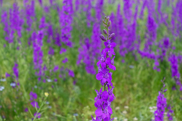 Larkspur purple flowers with green leaves, purple flowers in the fields in continental climate in spring,