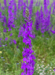 Larkspur purple flowers with green leaves, purple flowers in the fields in continental climate in spring,
