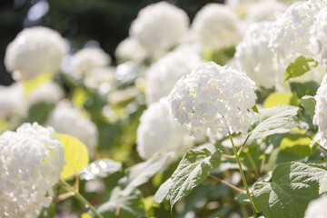 (自然ｰ花)真っ白なアナベル４