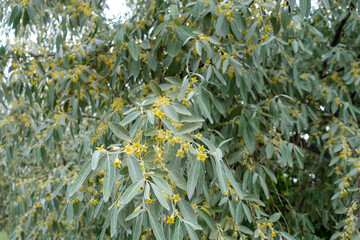 very fragrant russian olive tree, russian olive blooming in spring,